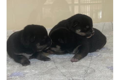 成約済の岡山県の豆柴-181916の6枚目